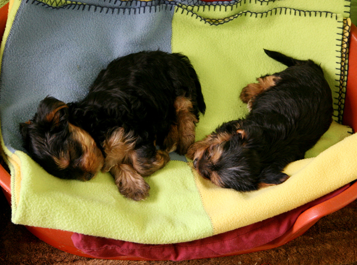 短信轰在线网页版入口