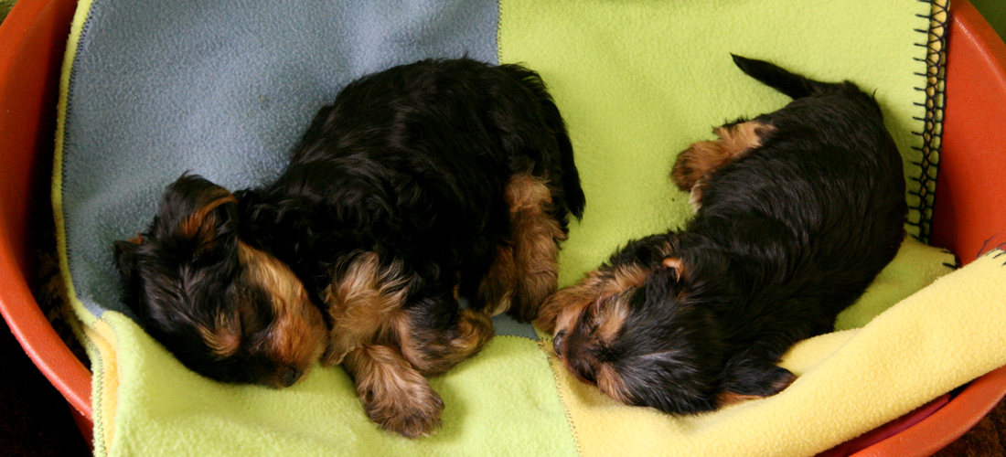 短信轰在线网页版入口